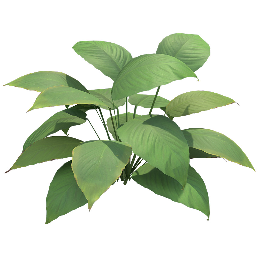 Anubias gigantea - Giant anubias